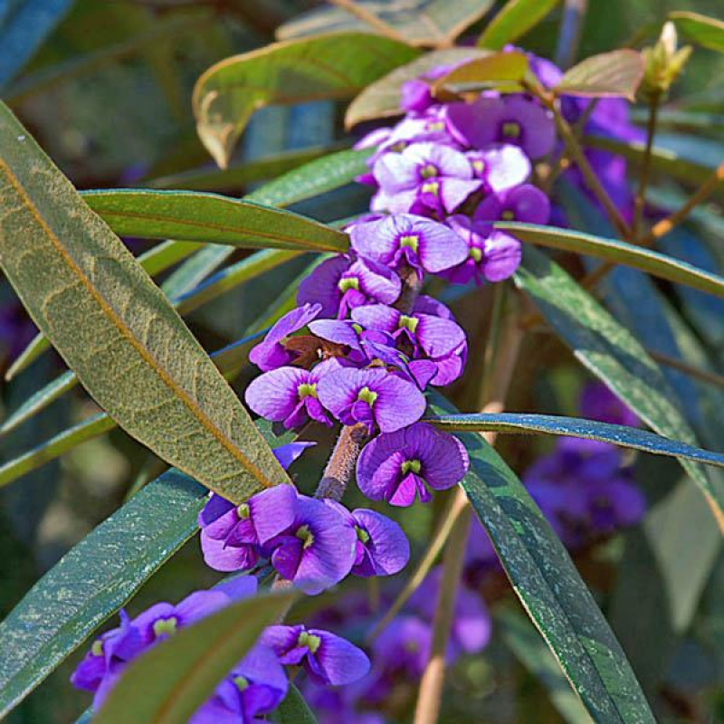 HOVEA acutifolia | Purple Pea Bush
