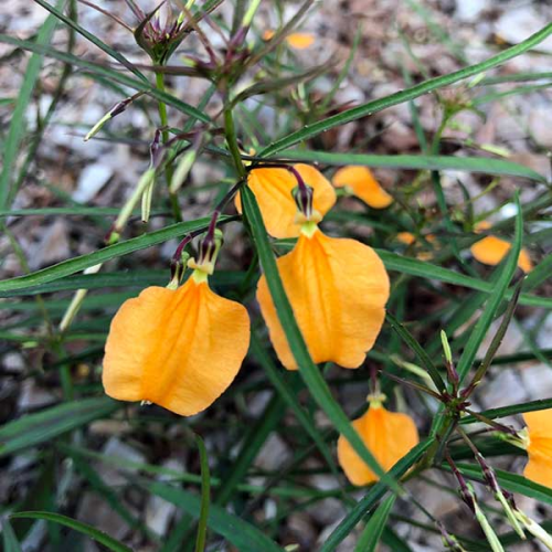 HYBANTHUS aurantiacus - Orange Spade Flower or Yellow Slender Violet