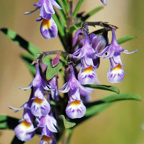 HYBANTHUS floribundus - Shrub Violet