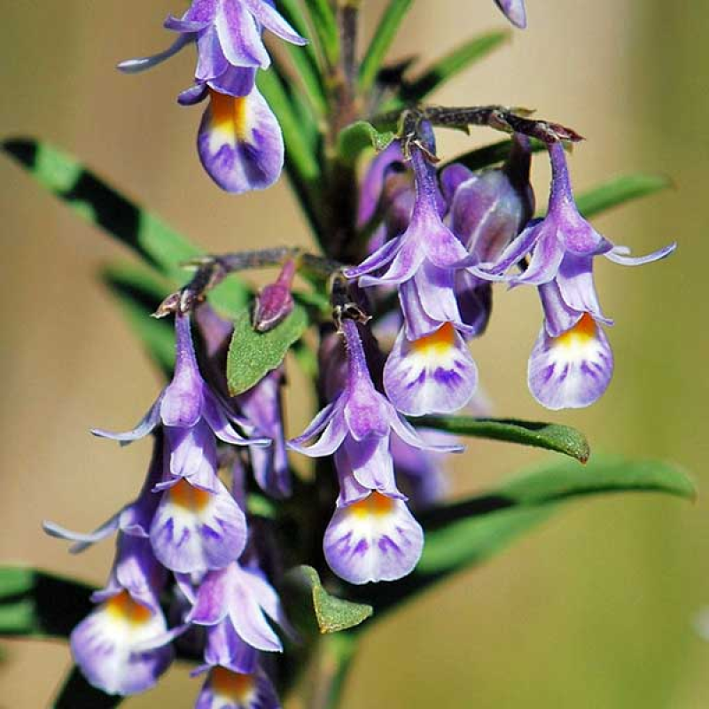 HYBANTHUS floribundus - Shrub Violet | 