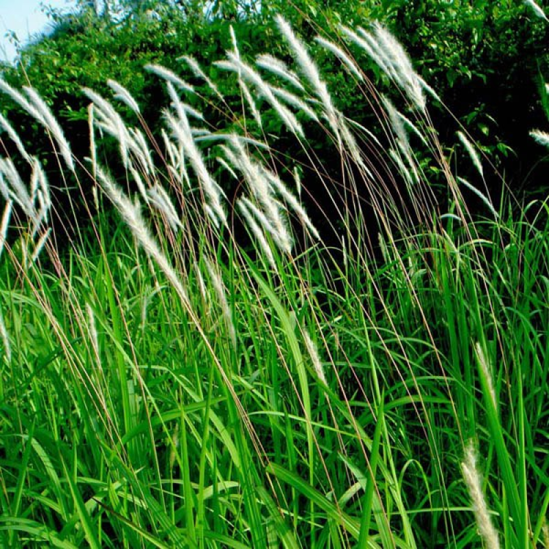 IMPERATA cylindrica | Blady Grass
