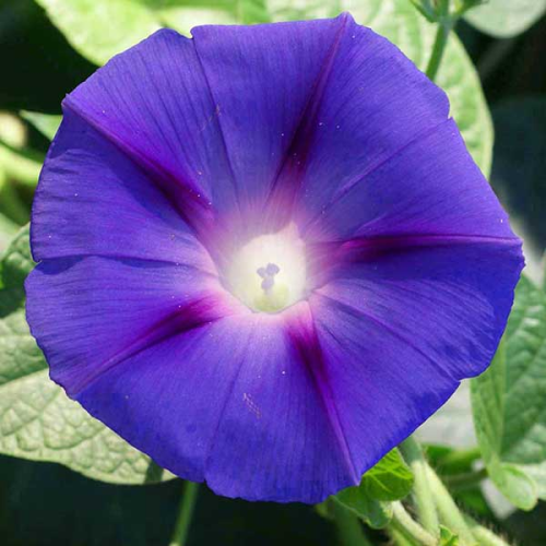 IPOMOEA purpurea - Morning Glory ‘Grandpa Ott’