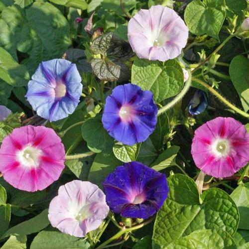 IPOMOEA purpurea - Morning Glory Tall Mix