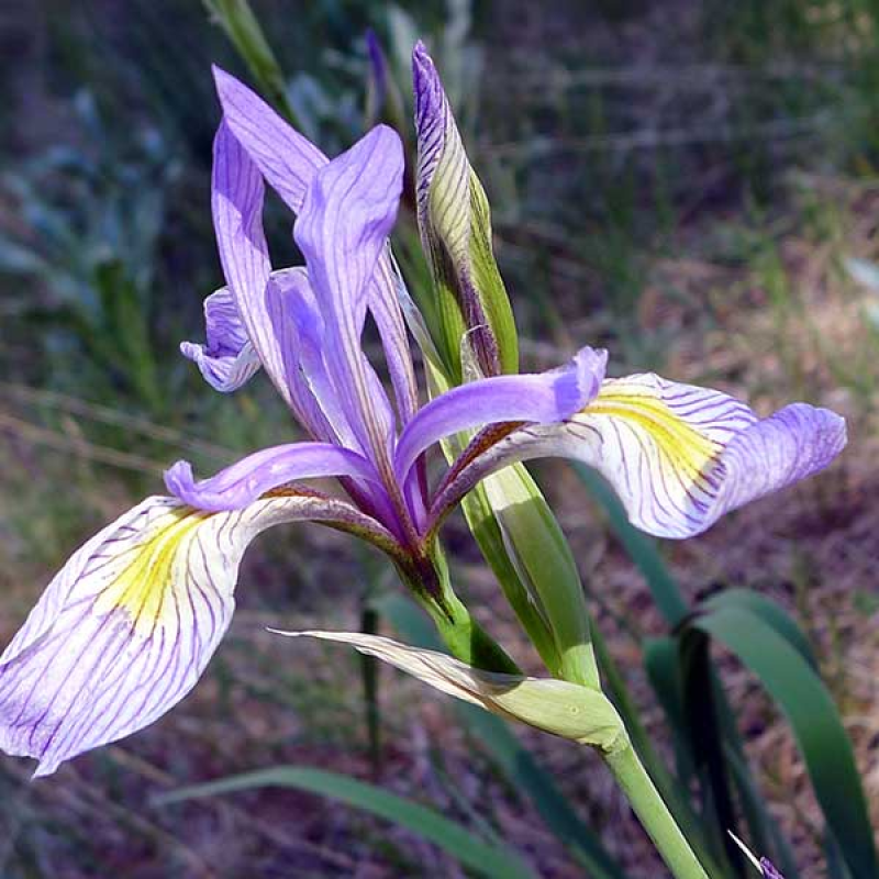 IRIS missouriensis - Wild Iris | Photo by gailhampshire 2.0 Generic (CC BY 2.0)