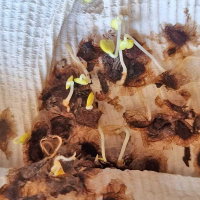 JACARANDA mimosifolia - germination