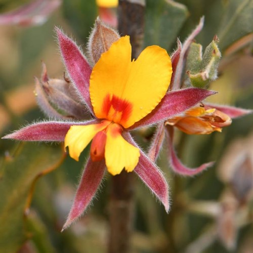 JACKSONIA floribunda - Holly Pea