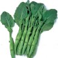 KAILAAN Chinese broccoli