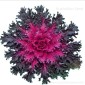 KALE Flowering Coral Queen