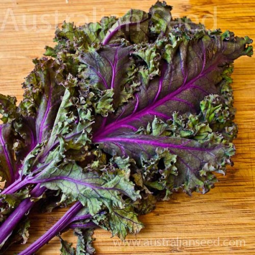 KALE Red Russian
