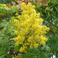 KOELREUTERIA paniculata | Golden Rain Tree
