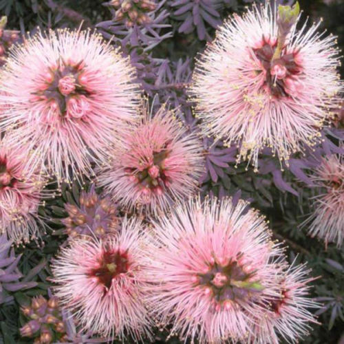 KUNZEA baxteri Pink Flowers
