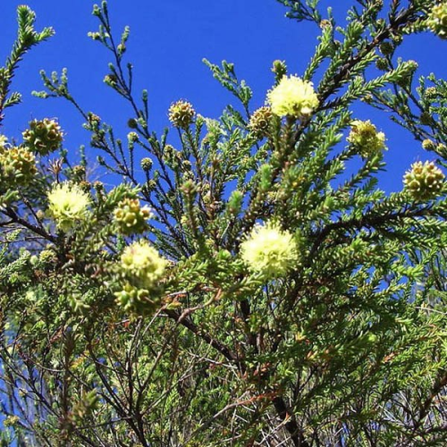 KUNZEA ericifolia