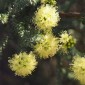 KUNZEA ericifolia - Yellow Kunzea