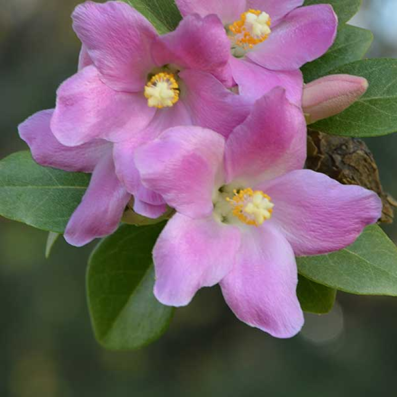 LAGUNARIA patersonii | Image by Margaret Donald CC BY-SA 2.0