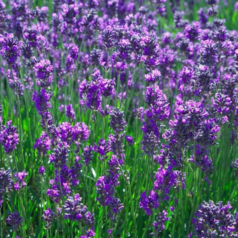 LAVANDULA angustifolia | Lavender Vera