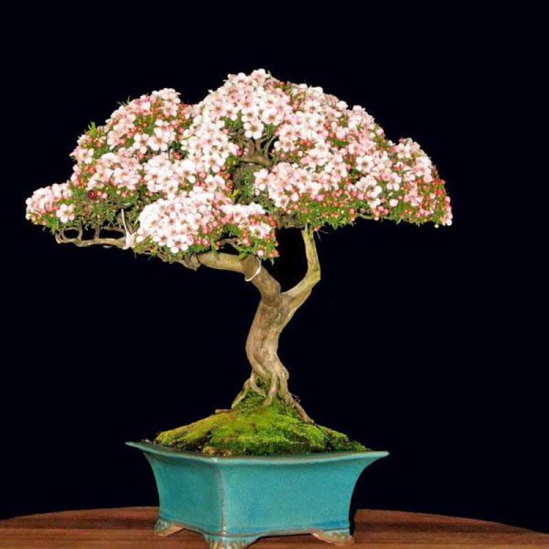 LEPTOSPERMUM rotundifolium | Round Leaf Tea Tree