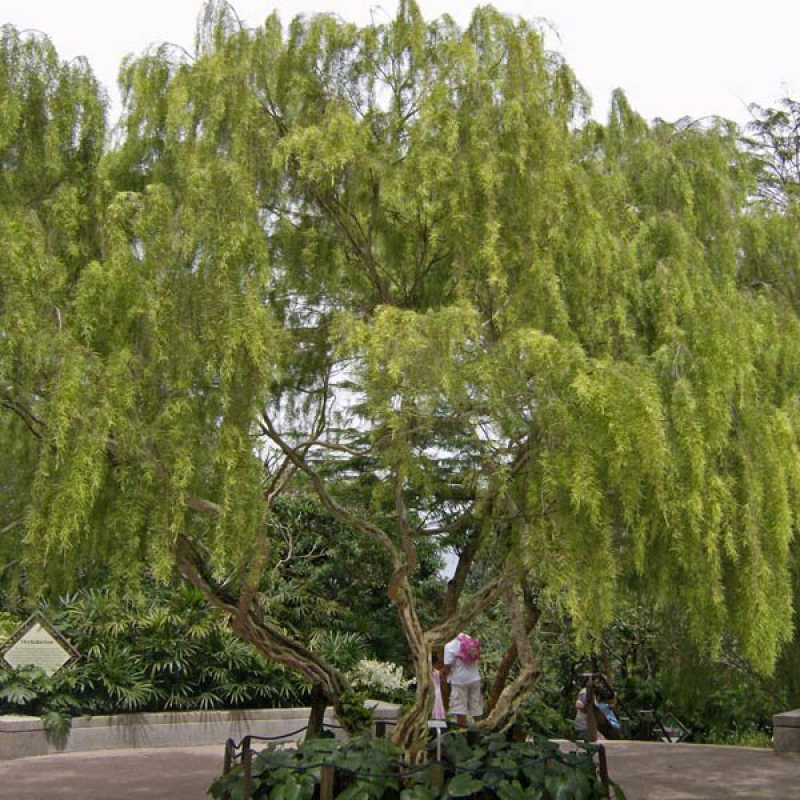 LEPTOSPERMUM brachyandrum | Weeping Tea Tree