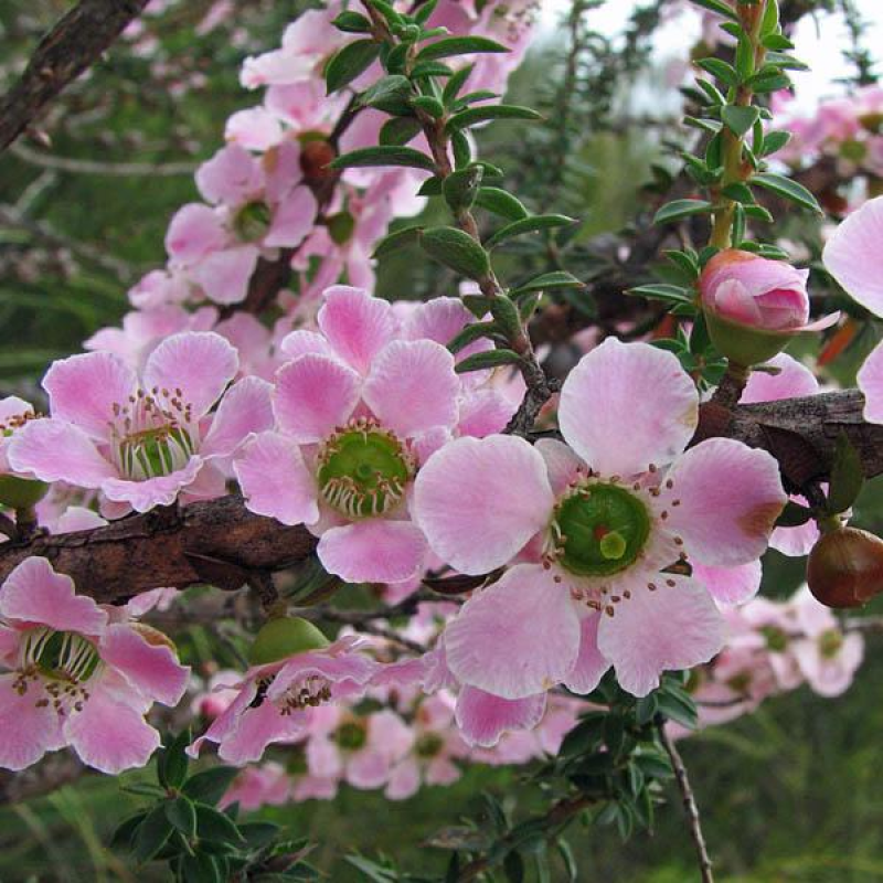 LEPTOSPERMUM squarrosum | Peach Blosson Tea Tree