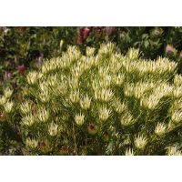 LEUCADENDRON spissifolium ssp. fragrans