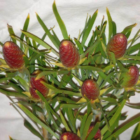 LEUCADENDRON eucalyptifolium
