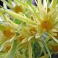 LEUCADENDRON eucalyptifolium