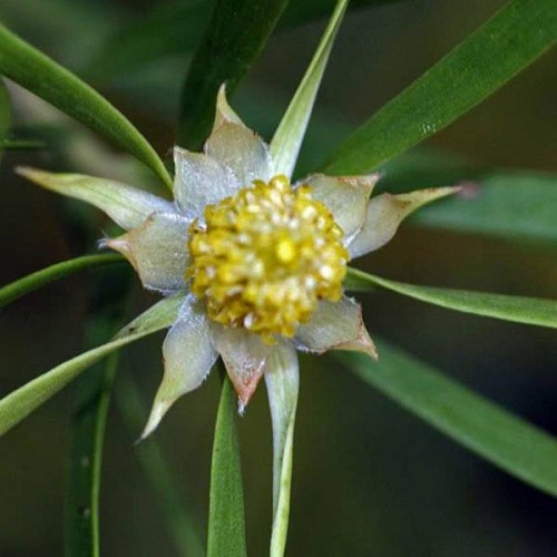 LEUCADENDRON salicifolium