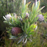 LEUCADENDRON uliginosum ssp. uliginosum