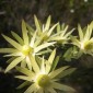 LEUCADENDRON uliginosum ssp. uliginosum