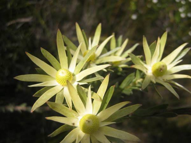 LEUCADENDRON uliginosum ssp. uliginosum | 