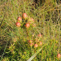 LEUCADENDRON spissifolium ssp. natalense