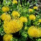 LEUCOSPERMUM cordifolium Yellow - Showy Pincushion