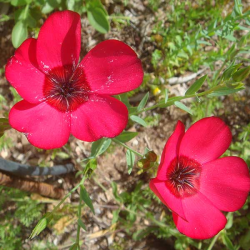 LINUM grandiflorum rubrum - Scarlet Flax