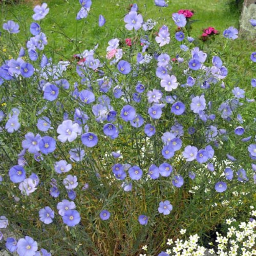 LINUM perenne - Blue Flax