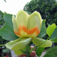 LIRIODENDRON tulipifera
