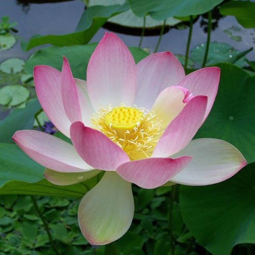 Nelumbo nucifera Lotus