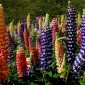 LUPIN Russell Mix - LUPINUS polyphyllus