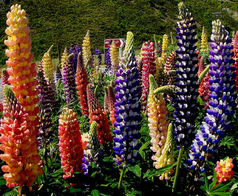 LUPIN Russell Mix - LUPINUS polyphyllus | 