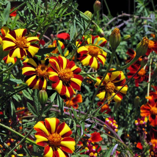 FRENCH Marigold Court Jester