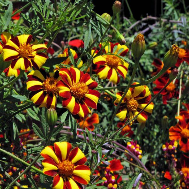 FRENCH Marigold Court Jester | 