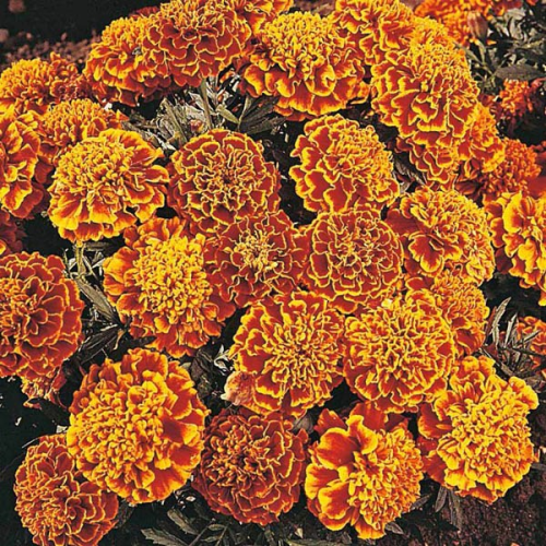 FRENCH Marigold Honeycomb