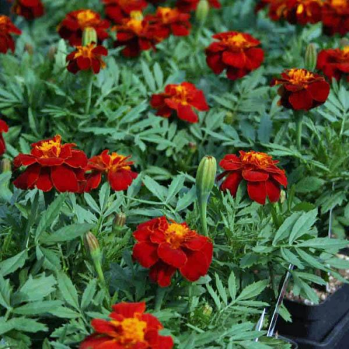 FRENCH Marigold Double Red Cherry