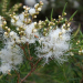 300 Melaleuca linariifolia Essential Oil Native Tea Tree SNOW IN SUMMER SEEDS 