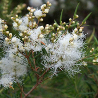 MELALEUCA linariifolia