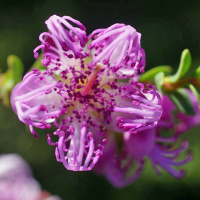 MELALEUCA pulchella | Pink Claw Flower
