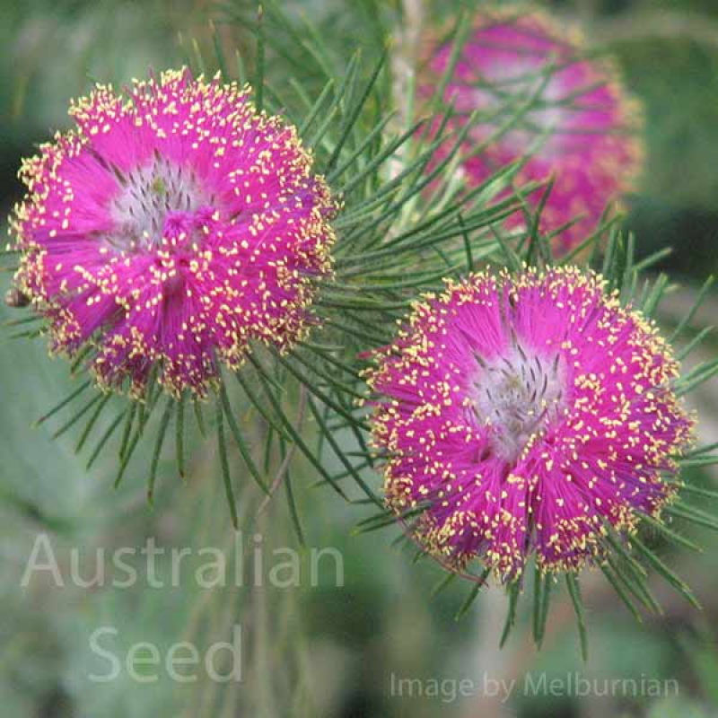 MELALEUCA trichophylla | Image by Melburnian