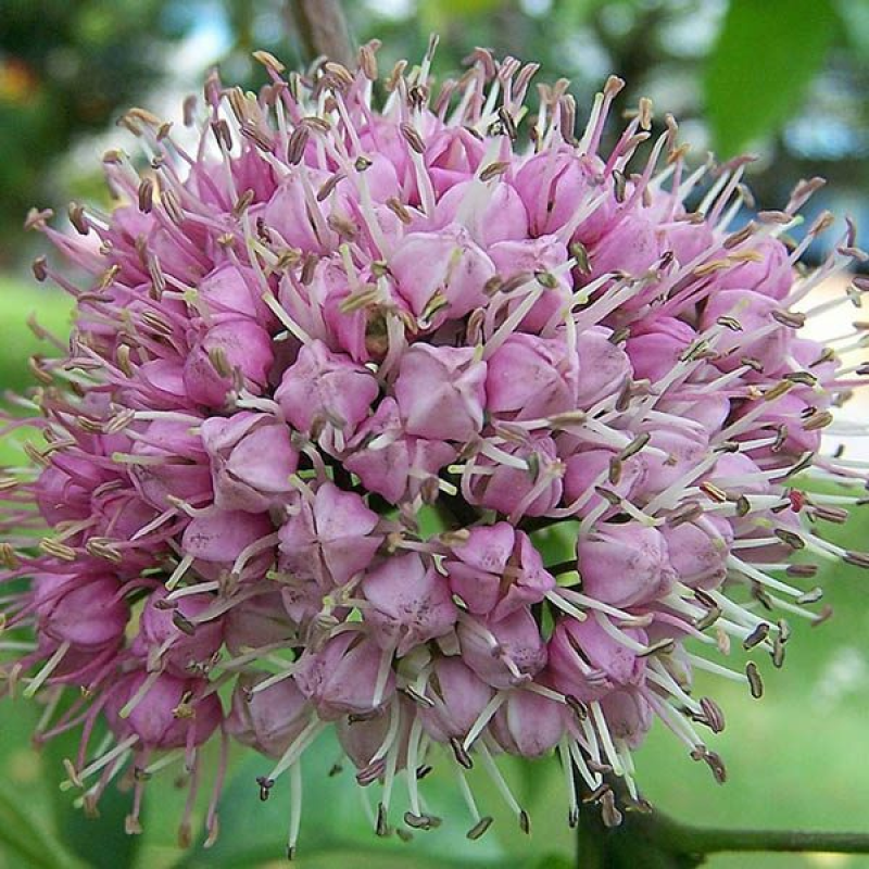 MELICOPE elleryana | Pink Flowered Corkwood