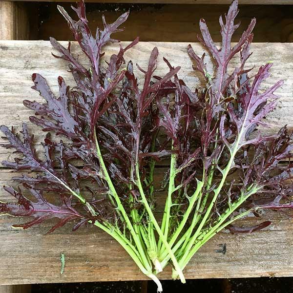 MUSTARD Purple Prince - Brassica juncea