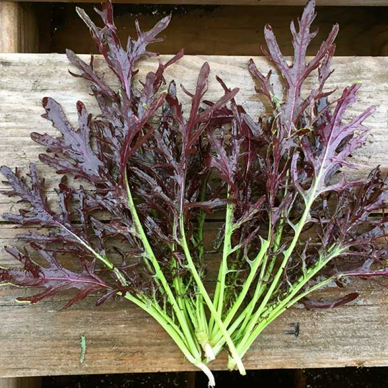 MUSTARD Purple Prince - Brassica juncea | 