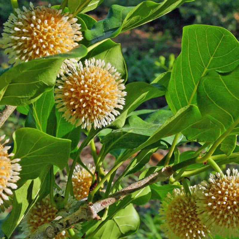 NAUCLEA orientalis | Leichhardt Tree