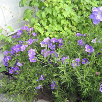 NIEREMBERGIA hippomanica | Cup Flower Purple Robe